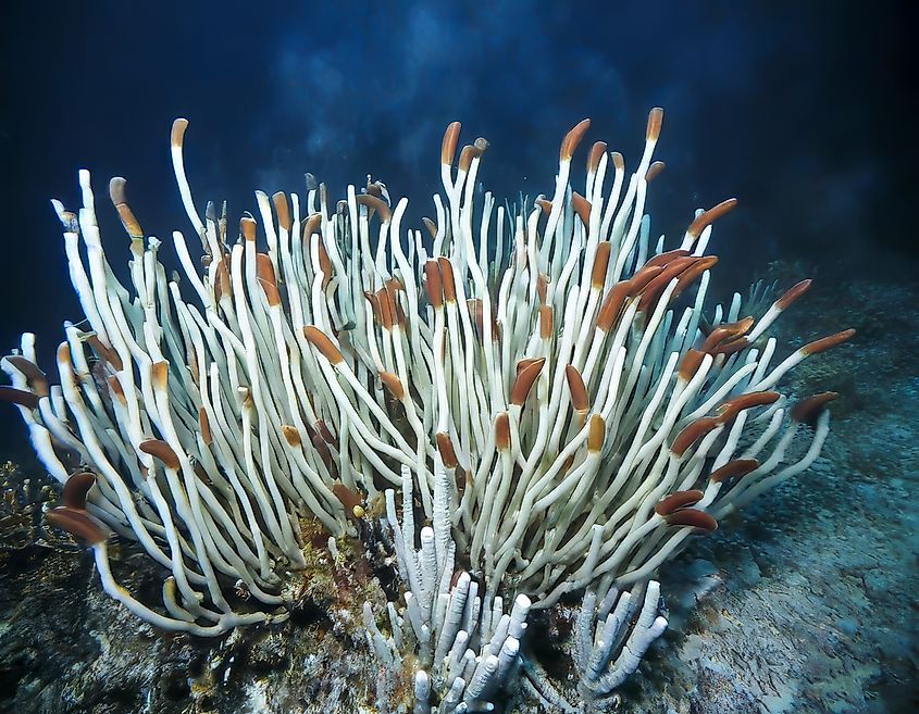 Giant tube worms in the deep sea.