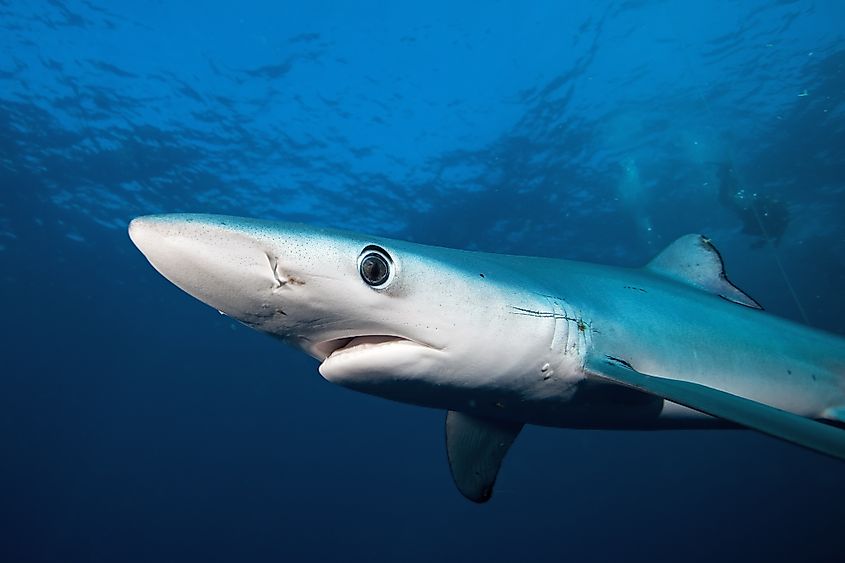 Blue shark