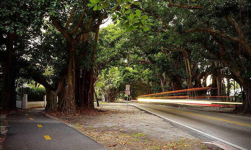 Light trails created by cars at the scenic Old Cutler Road bicycle path & back-road commute route at South Miami Biscayne bay, which winds its way along the tropical swampy surroundings coastal ridge.
