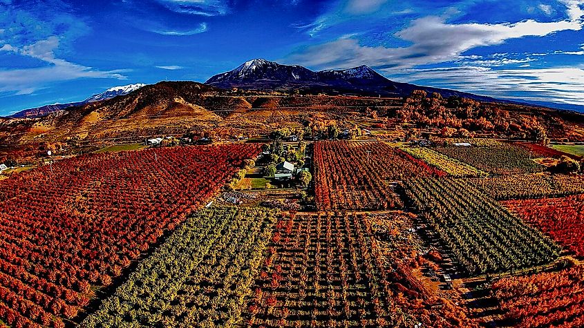 Autumn harvest in Paonia, Colorado. By Webphd - Own work, CC BY 4.0, Wikimedia Commons.