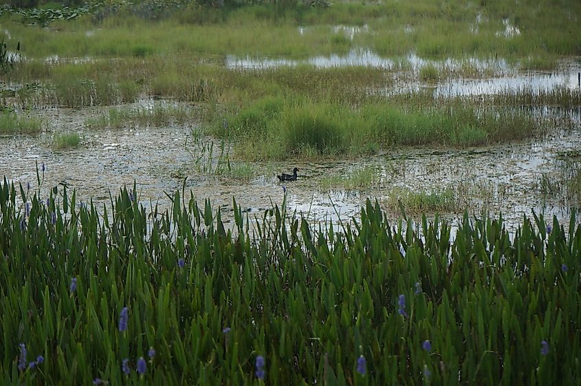 Mississippi river wildlife