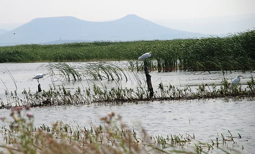 Birds at Malheur Lake