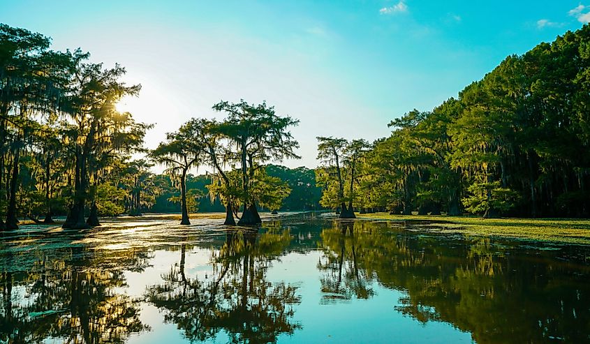 Looking out over Caddo Lake, Texas.