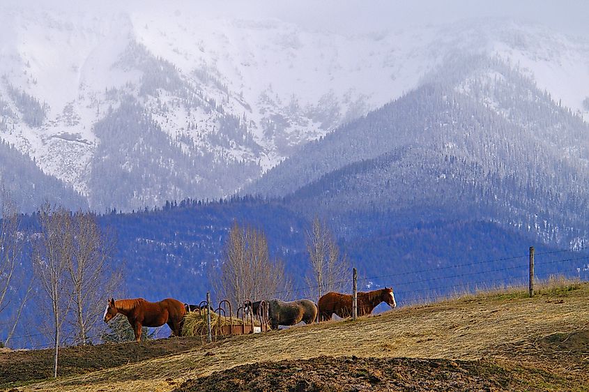 Farmland in Columbia Falls, Montana.