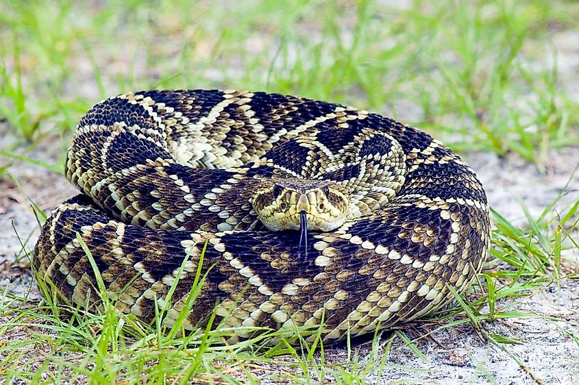 A coiled eastern diamondback rattlesnake.