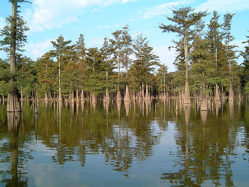 Cypress trees at Dale Bumpers White River National Wildlife Refuge