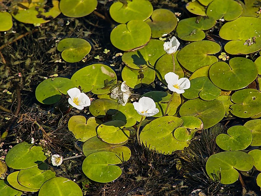 European Frog-bit with green leaves and white flowers in the water.