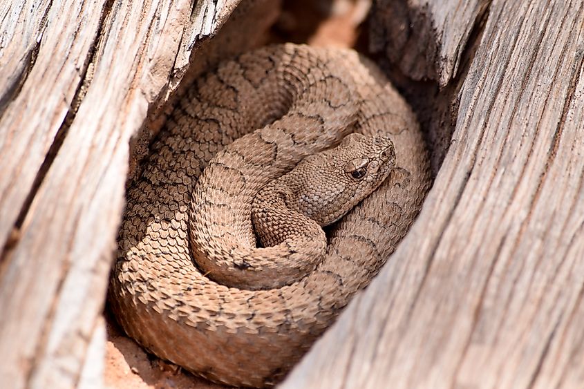 A midget faded rattlesnake coiled up inside a crevice in a log of wood.