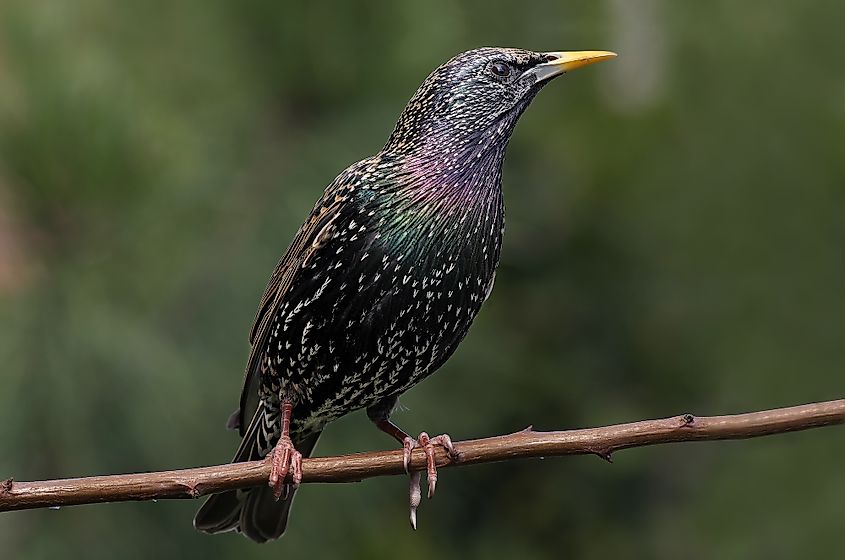 A European starling with glossy speckled plumage
