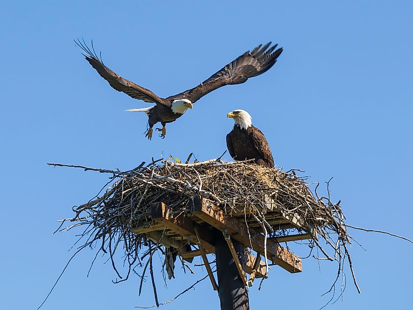 A bald eagle pair and their nest.