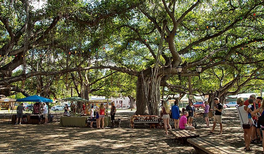 People shop at market stalls under the famous Banyan Tree in Courtyard Square. With 16 trunks and a 1/4 mile circumference, it is the largest in Hawaii.