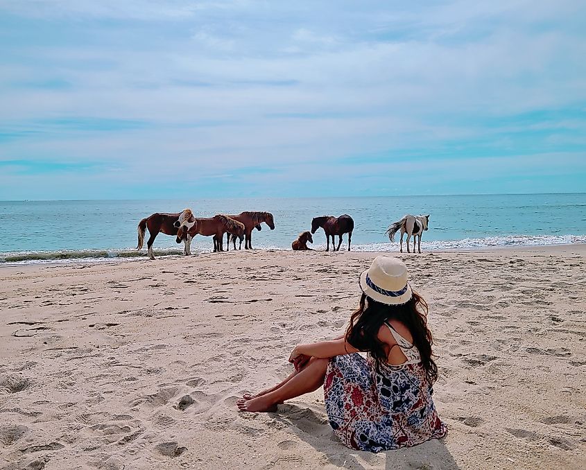 Assateague island national seashore