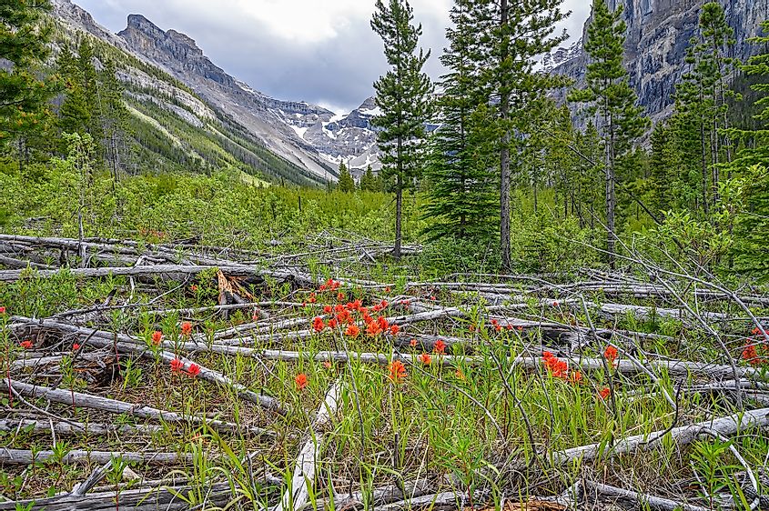 Alpine meadow of orange alpine paintbrush wildflowers with a background of Stanley Glacier in Kootenay National Park, British Columbia, Canada