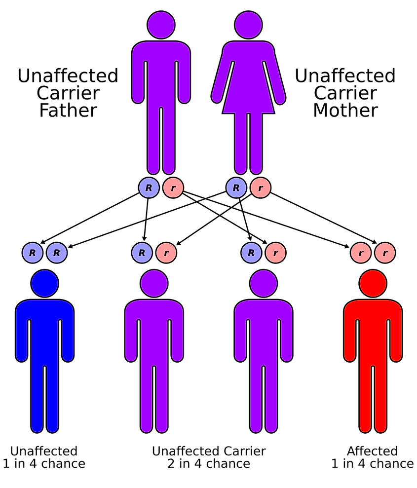 The congenital form of methemoglobinemia has an autosomal recessive pattern of inheritance. By en:User:Cburnett - Own work in Inkscape, CC BY-SA 3.0, https://commons.wikimedia.org/w/index.php?curid=1840082