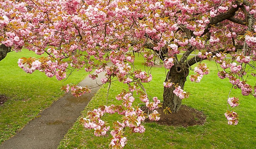 Decorated with colorful cherry blossom trees, James Park in Madison, NJ