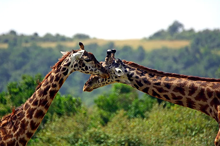 Giraffes in the Maasai Mara Game Reserve.