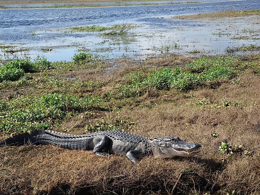 Alligator in St. Johns River, Florida