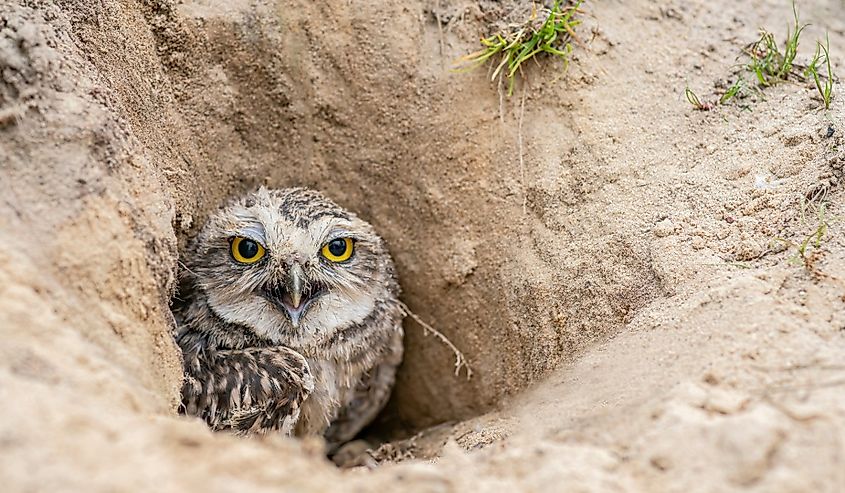 Burrowing Owl (Athene cunicularia) standing on the ground. Burrowing Owl sitting in the nest hole. Burrowing owl protecting home.