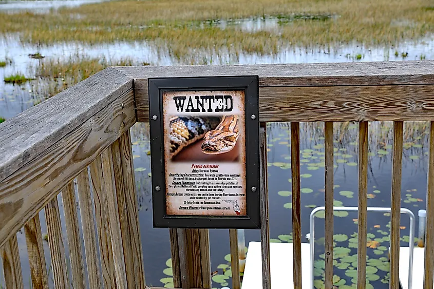 "Wanted" sign for Burmese pythons in the Grassy Waters Preserve in the Florida Everglades.