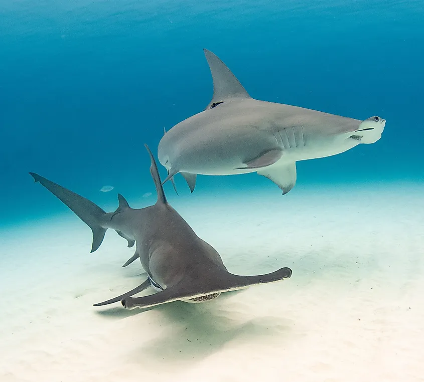 Hammerhead sharks