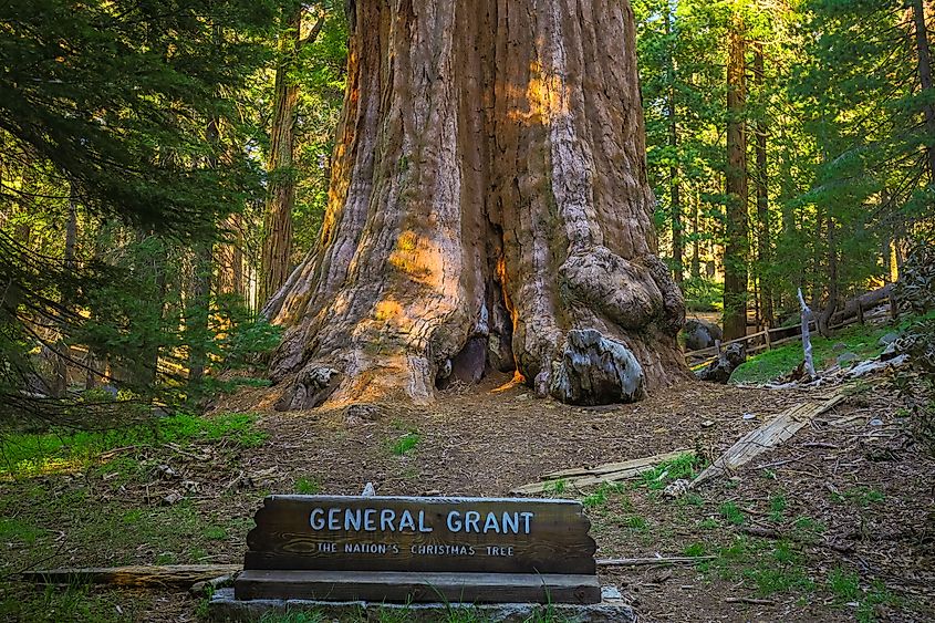 Editorial Photo Credit: Mia2you via Shutterstock. Sequoia National Park, General Grant Tree. California. USA. 