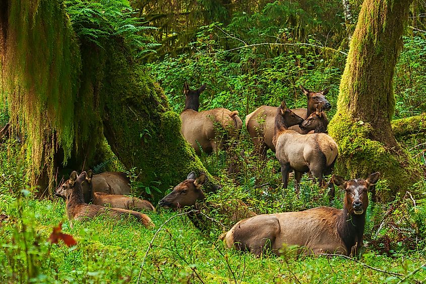 Roosevelt elk resting in the rainforest, Olympic Peninsula, Washington State