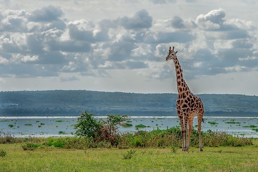 Lake Albert