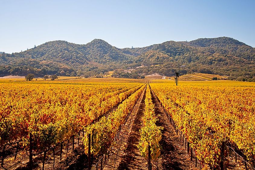Napa Valley vineyards in autumn