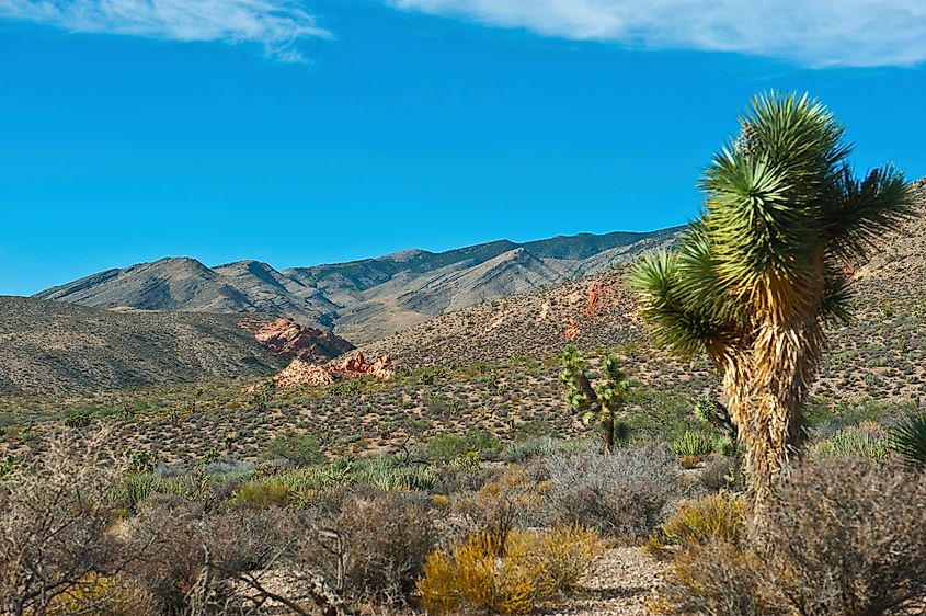 Gold Butte National Monument