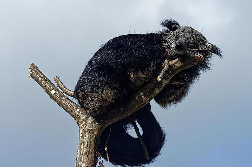 Binturong (Arctictis binturong) Adult sleeping at the top of a dead tree.