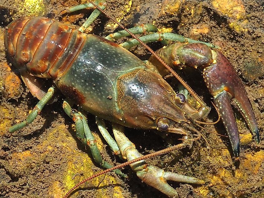 A rusty crayfish in action. By Peterwchen - Own work, CC BY-SA 4.0