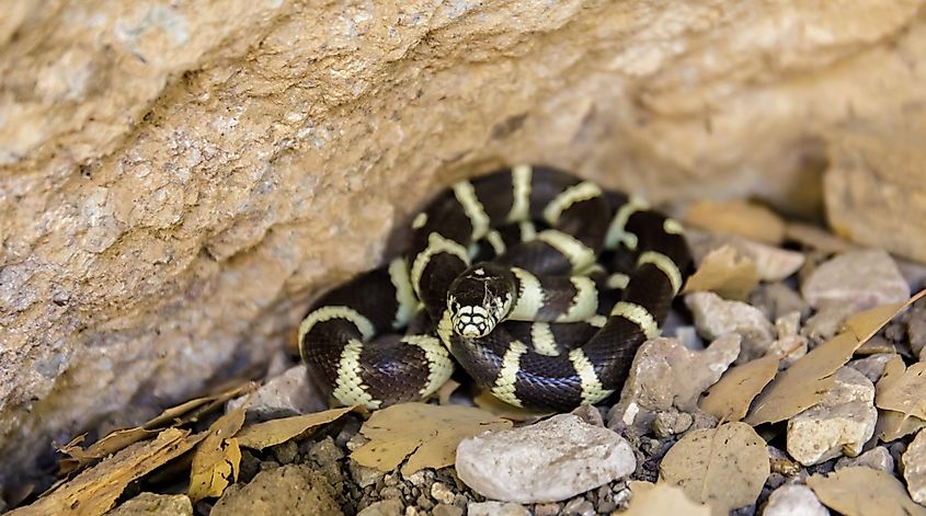 California Kingsnake adult in defensive posture. Pinnacles National Park, California