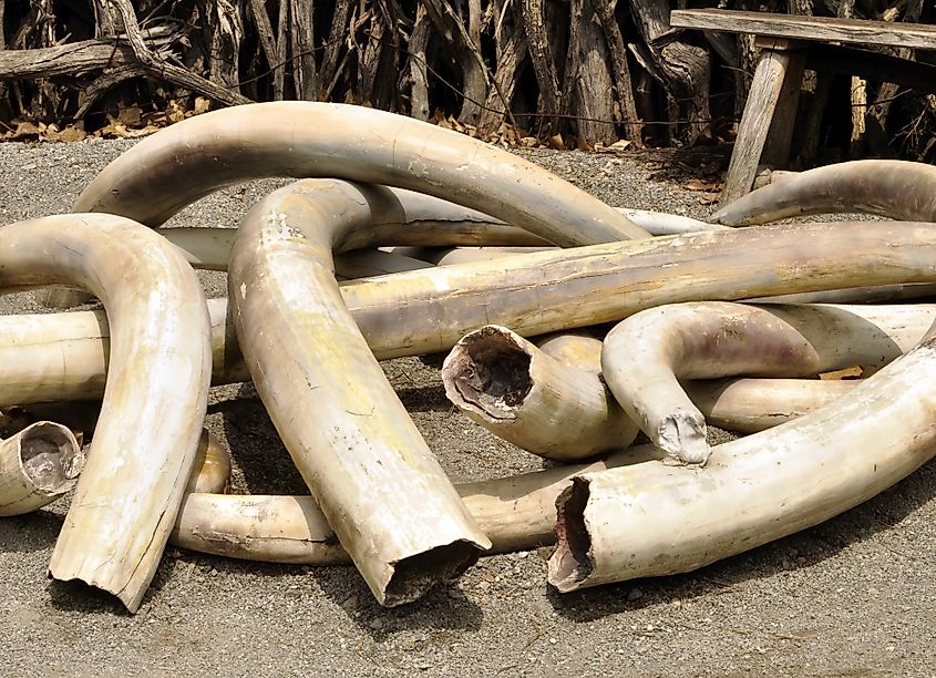 Elephants continue to be poached fro ivory.