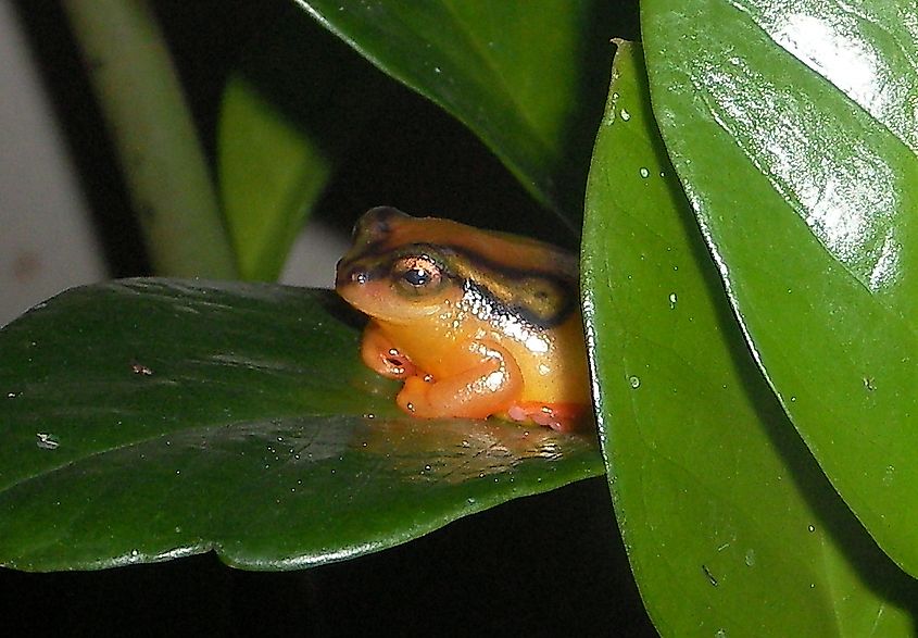 A Hyperolius Puncticulatis frog in Tanzania.