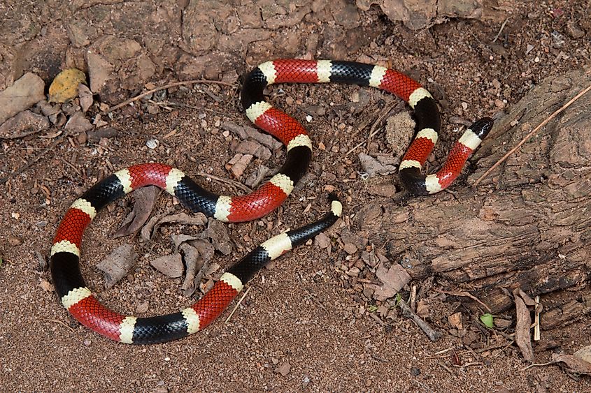 Sonoran Coral Snake, Micruroides euryxanthus.