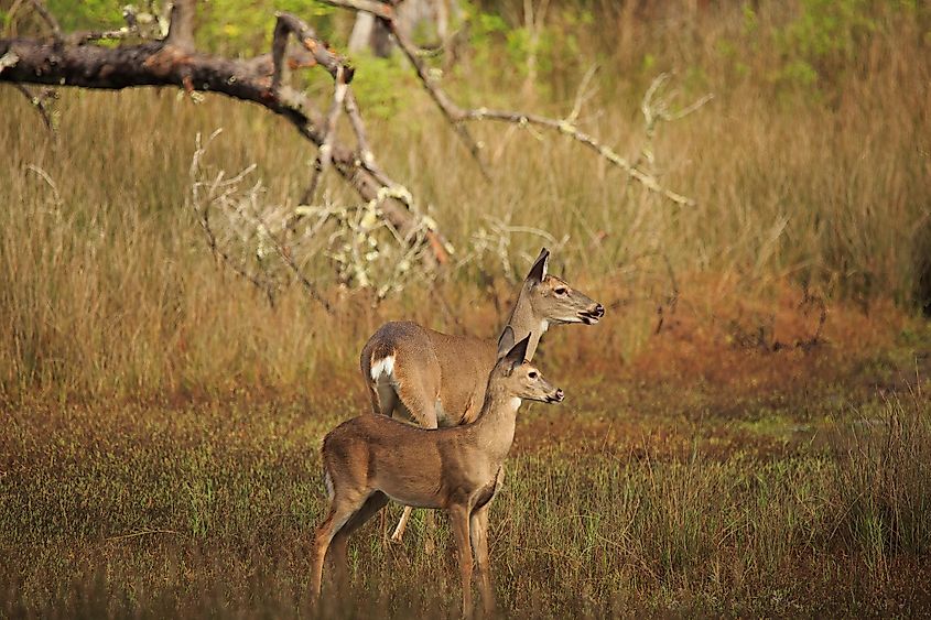 Deer in the marsh on Skidaway Island.