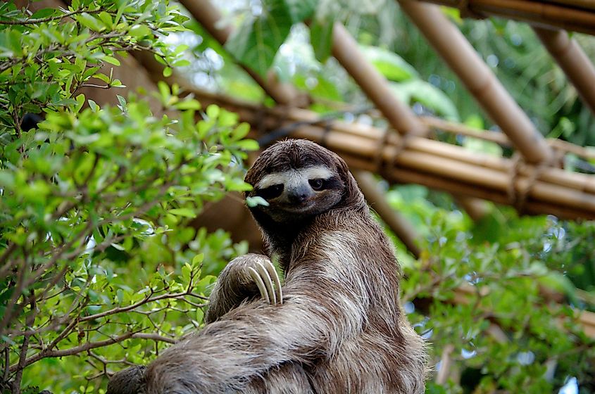 Slow Loris Facts - Animals of the World - WorldAtlas Slow Loris Facts - Animals of the World - WorldAtlas