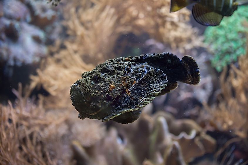 A stonefish swimming between a coral reef. 