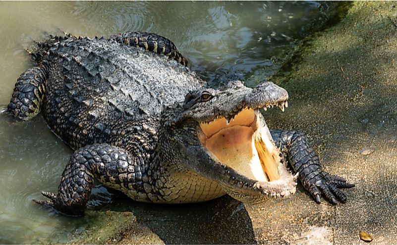 A crocodile