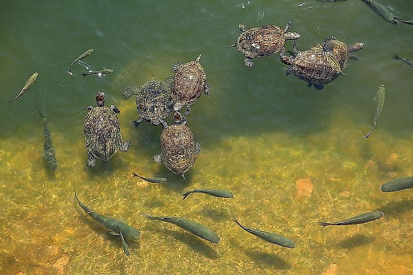 Wetlands serve as the nursery of fish and other aquatic fauna that act as food source for humans.