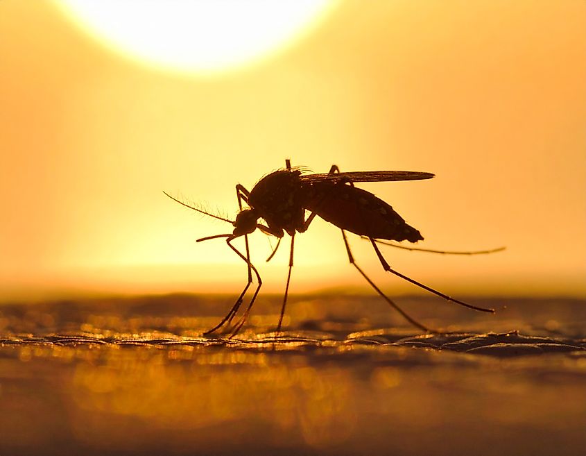 Silhouette of Mosquito in Golden Hour Light. 