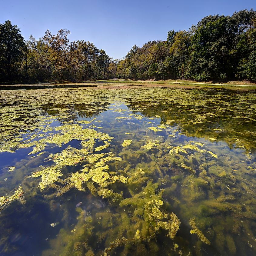 Eurasian milfoil (Myriophyllum spicatum) and algae clogging a small spring fed lake.