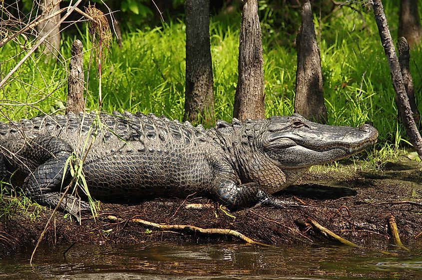 American Alligator sunning itself along the Apalachicola River.