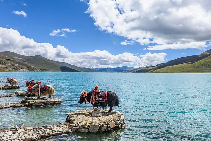 View of Yamdrok Lake (also known as Yamdrok Yumtso or Yamzho Yumco), it is a freshwater lake, one of the three largest sacred lakes in Tibet, China.