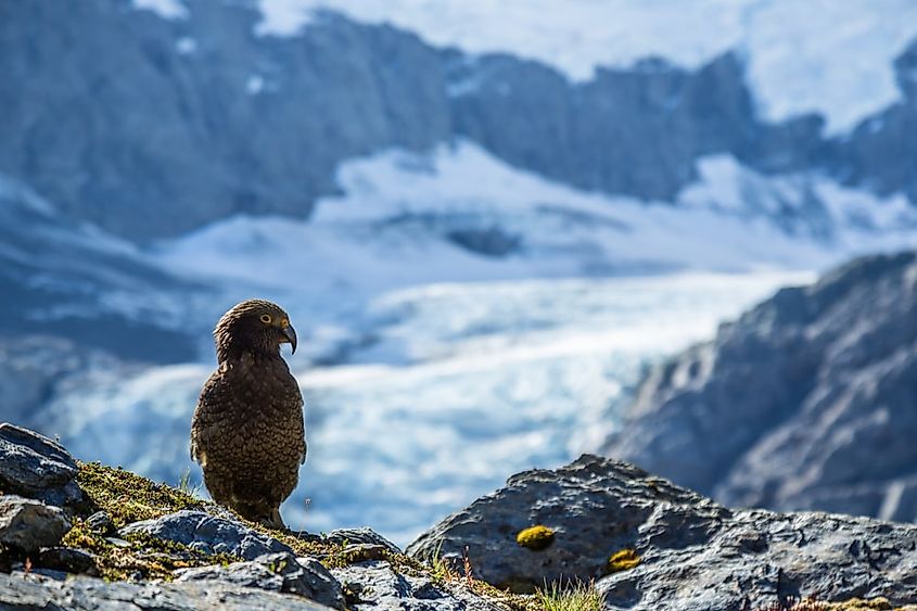 What Animals Live In The Tundra