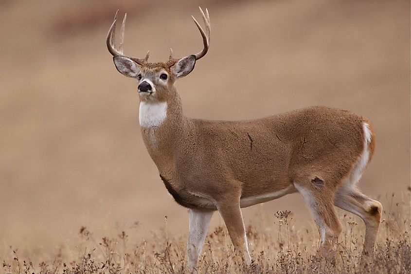 Whitetail Buck Deer in the midwest