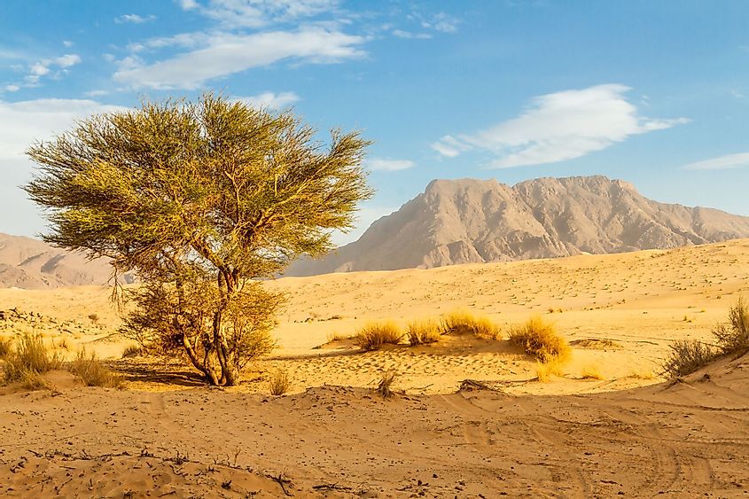 Saharan Cypress in the Sahara Desert