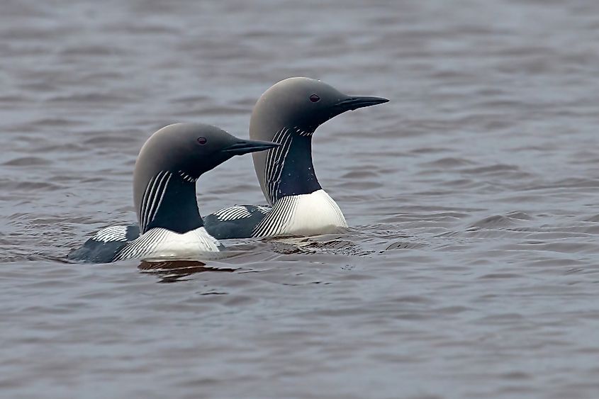Birds swimming in Lake Manitoba.
