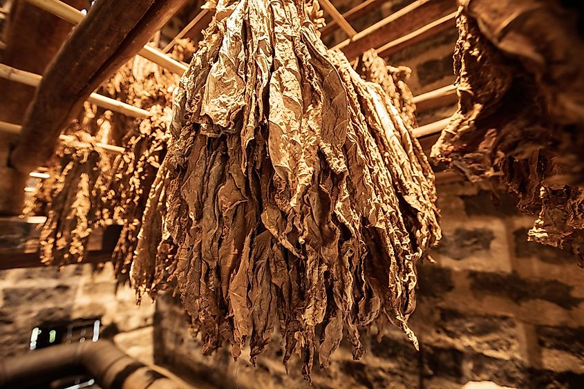 Dry tobacco leaves