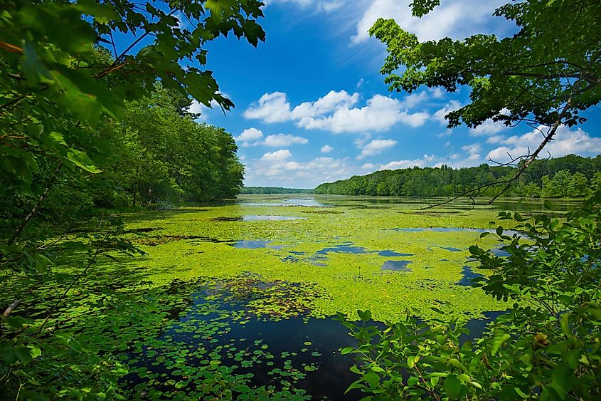 Brilliant summer day on the shores of Pine Acres Pond in the Goodwin State Forest of Chaplin, Connecticut.